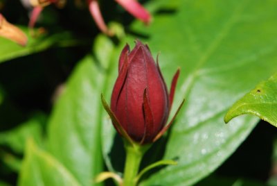 Calycanthus floridus - sazaník květnatý - květ pupen